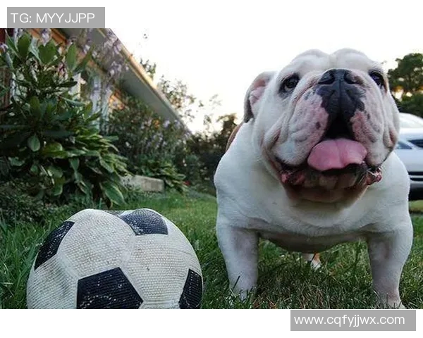 足球明星与爱犬共度时光精彩瞬间视频曝光引发网友热议